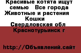 Красивые котята ищут семью - Все города Животные и растения » Кошки   . Свердловская обл.,Краснотурьинск г.